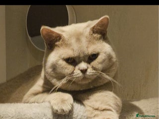 British Shorthair cats - Advert 8