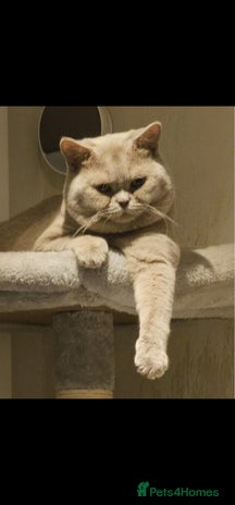 British Shorthair cats - Advert 10
