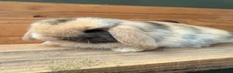 Mini Lop rabbits for sale: MINI LOP BUNNIES - PEDIGREE  - Advert 33