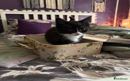 Domestic Shorthair cats for sale: One short haired female kitten in Reading - Image 5