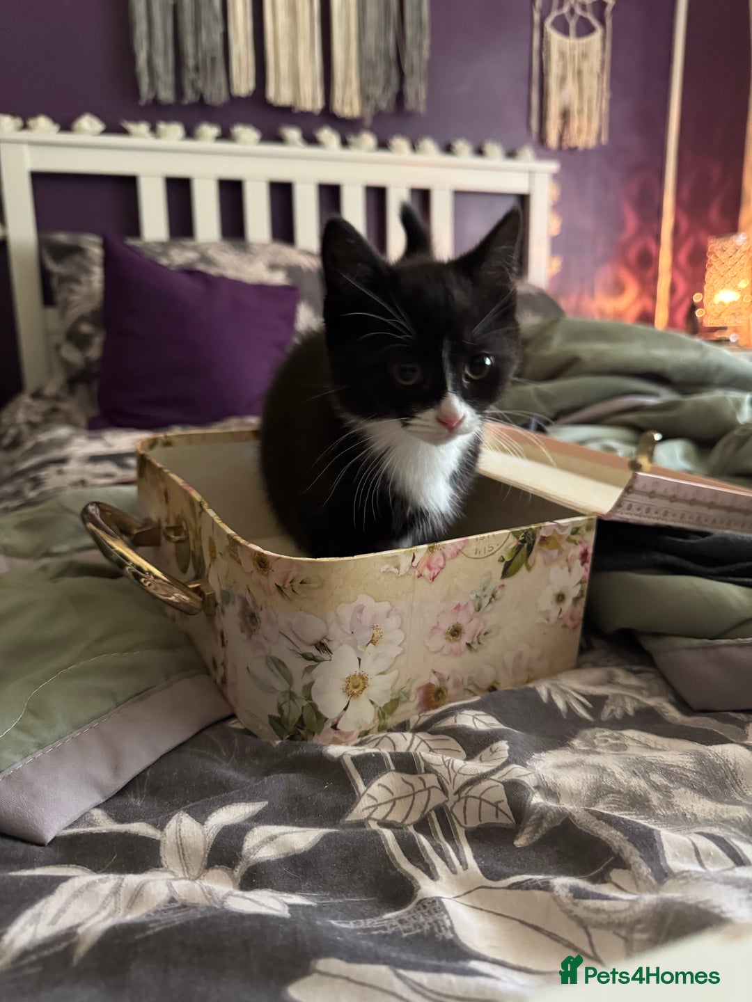 Domestic Shorthair cats for sale: One short haired female kitten in Reading - Image 5