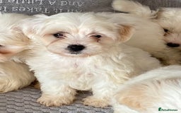 Maltipoo dogs for sale: Beautiful Maltipoo Puppies *Ready to leave* - Image 5