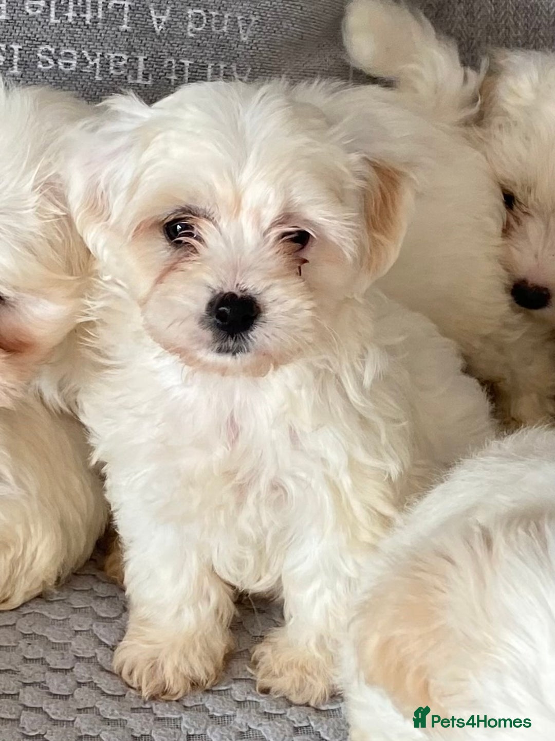 Maltipoo dogs for sale: Beautiful Maltipoo Puppies *Ready to leave* - Image 5