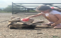 Mixed Breed dogs for sale: Dora the explorer  in Leeds - Image 8