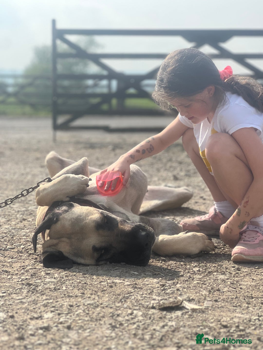 Mixed Breed dogs for sale: Dora the explorer  in Leeds - Image 8