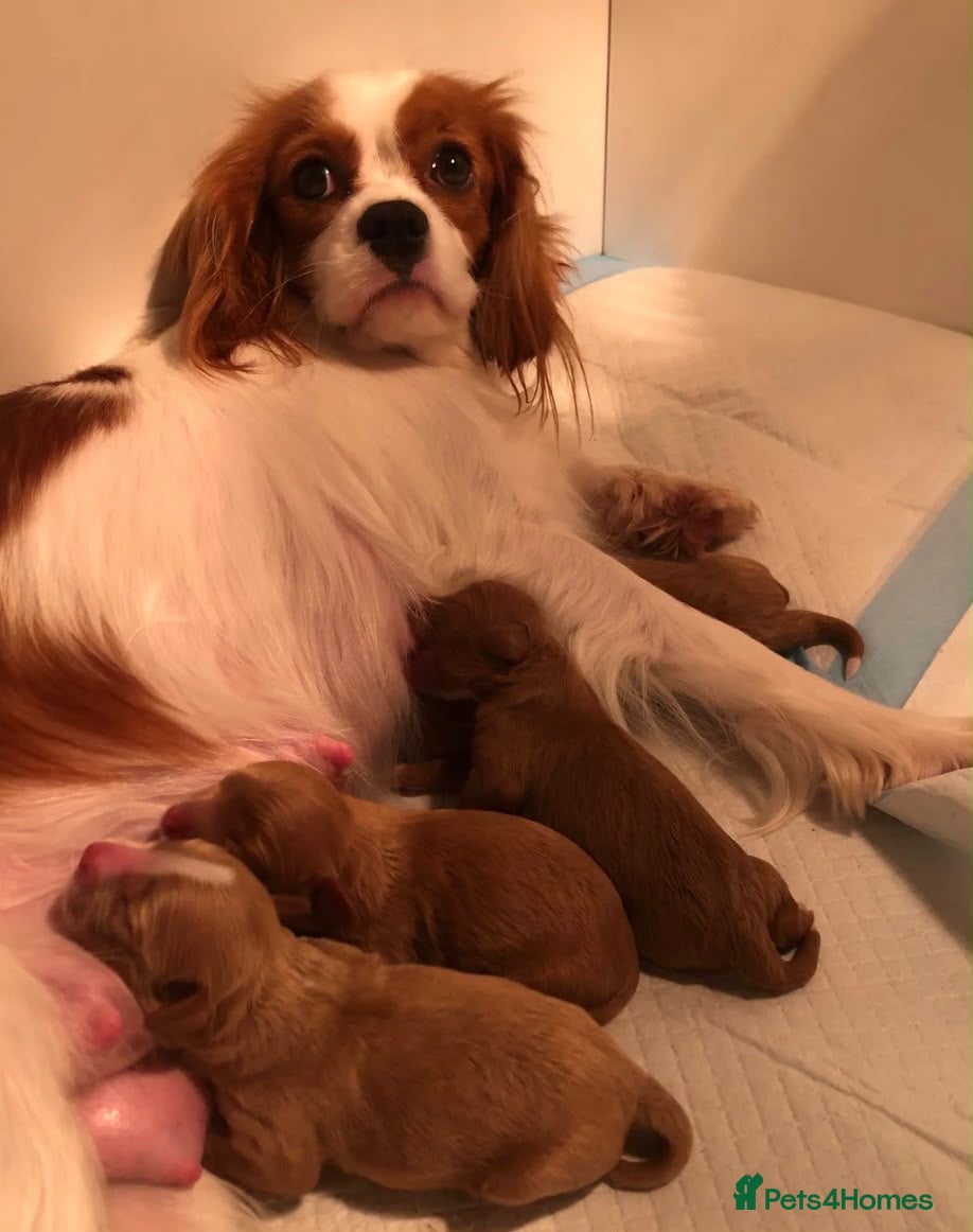 Cavapoo dogs F1 cavapoo available  - Advert 9