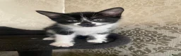 Mixed Breed cats for sale: 6 Beautiful Kittens ready to go  - Advert 12