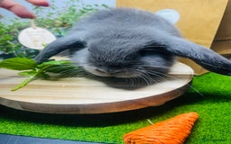 Mini Lop rabbits for sale: Beautiful pure bred Mini Lops  - Image 9