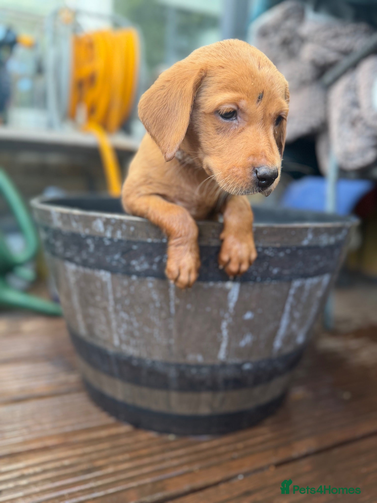 Labrador Retriever dogs Stunning Fox Red Labrador puppies - Advert 2