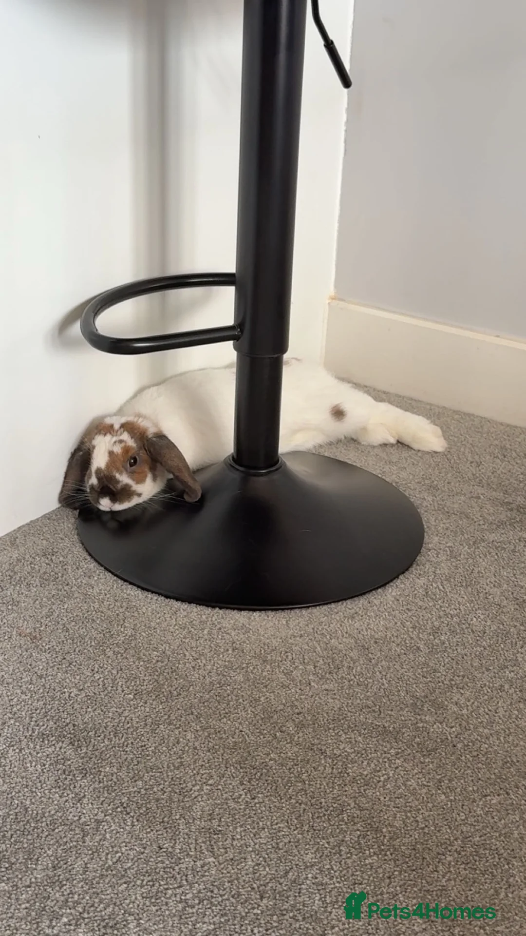 Mixed Breed rabbits for sale: Biscuit  - Advert 2