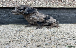 Cockapoo dogs for sale: BEAUTIFULL F1 COCKAPOO PUPPYS - Advert 9