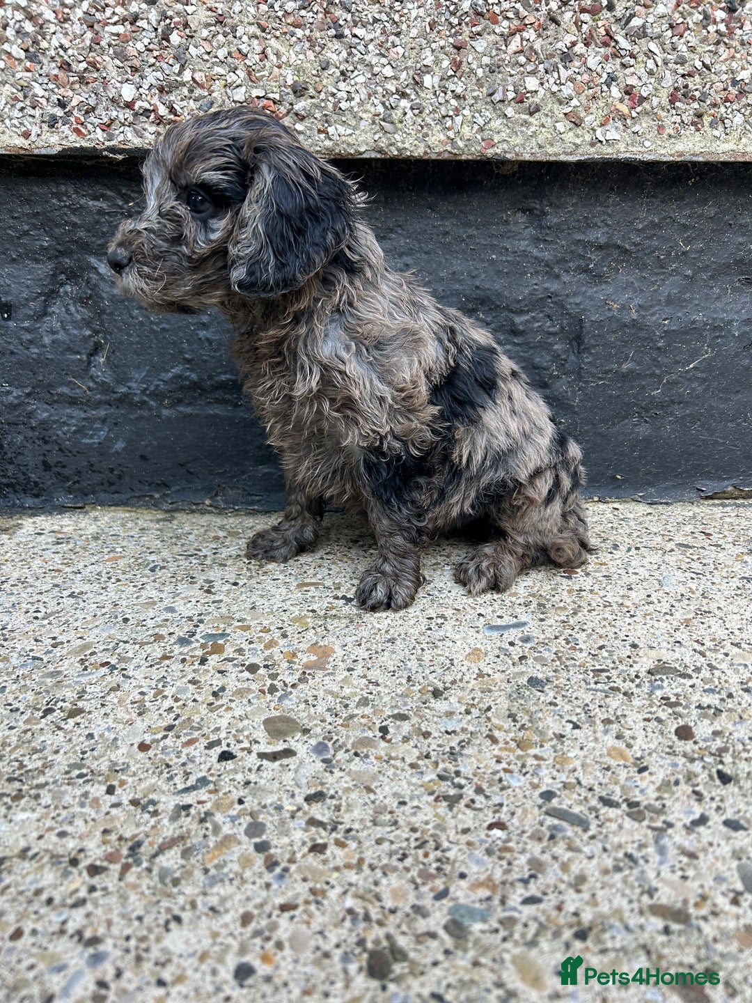 Cockapoo dogs for sale: BEAUTIFULL F1 COCKAPOO PUPPYS - Advert 9