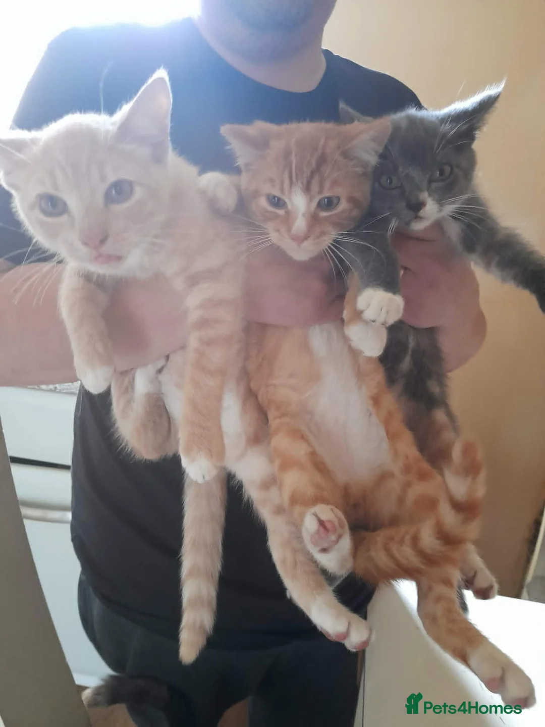 Mixed Breed cats for sale: girl and boys - Advert 4