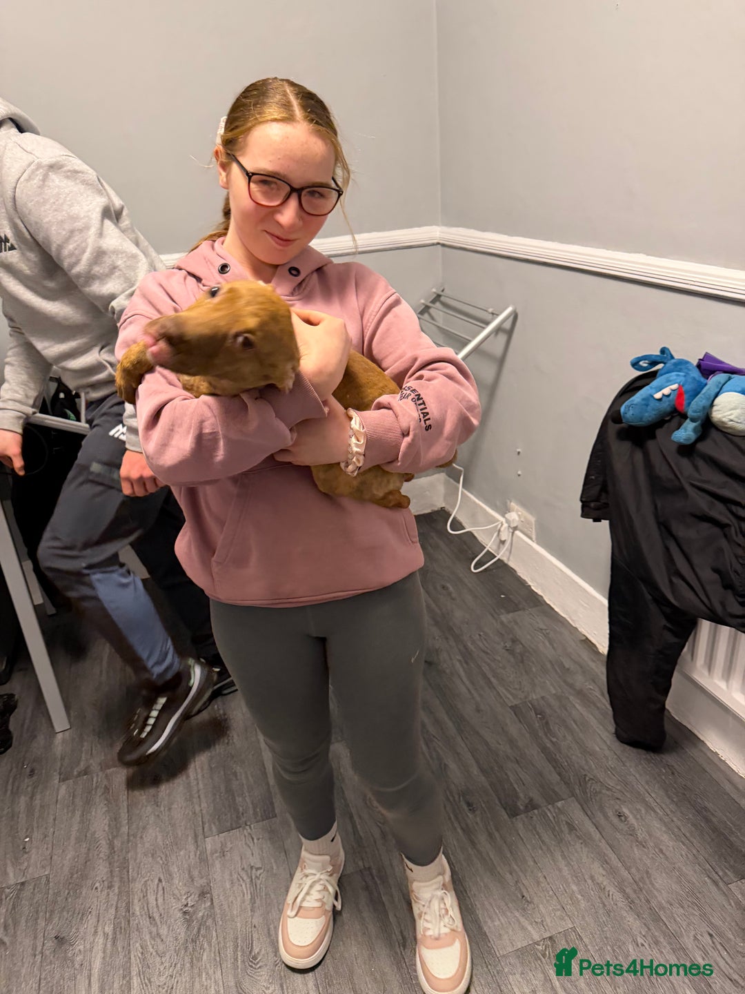 Staffordshire Bull Terrier dogs for sale: Female staff puppy - Advert 12