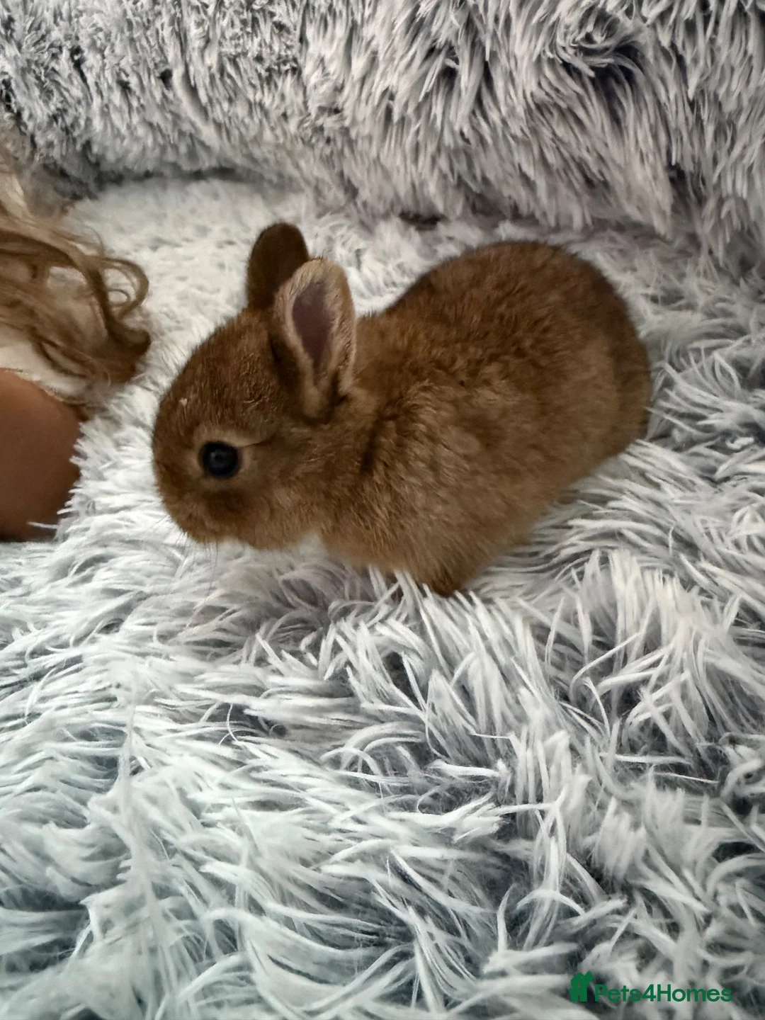 Netherland Dwarf rabbits for sale: Netherland Dwarf rabbits  - Advert 2