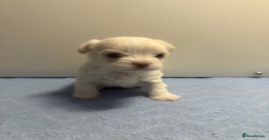 Malshi dogs OUTSTANDING TINY MALCHI GIRLS 🥰 - Advert 6