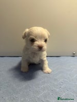 Malshi dogs OUTSTANDING TINY MALCHI GIRLS 🥰 - Advert 3