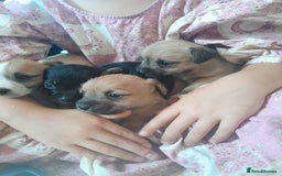 Mixed Breed dogs for sale: Jack russell x chihuahua boys only  - Image 10