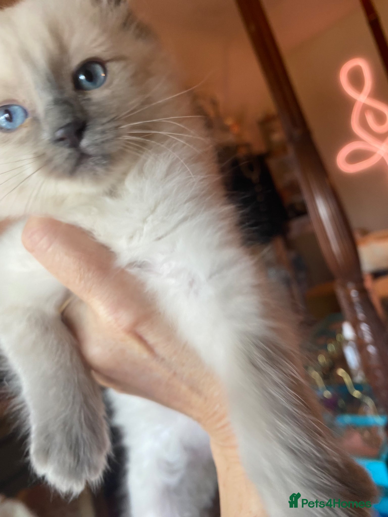 Ragdoll cats Adorable purebred Ragdolls  - Advert 7