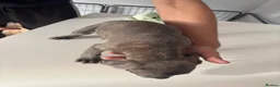 Staffordshire Bull Terrier dogs for sale: Staffordshire bull terriers  - Advert 1