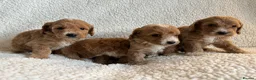 Cockapoo dogs for sale: F1bcockapoo puppies - DNA Health test clear  in Staines - Advert 19