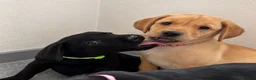 Labrador Retriever dogs for sale: Beautiful KC Labrador Pups Ready To Leave - Advert 24
