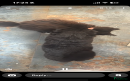 Chow Chow dogs for sale: One boy chow chow puppy  - Image 9