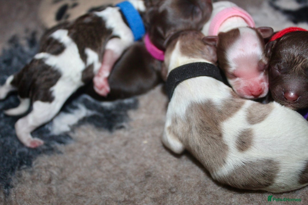 Cockapoo dogs for sale: Waiting list health tested American cockerpoos - Image 12