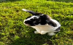 Mini Lop rabbits for sale: Male mini lop  - Image 7