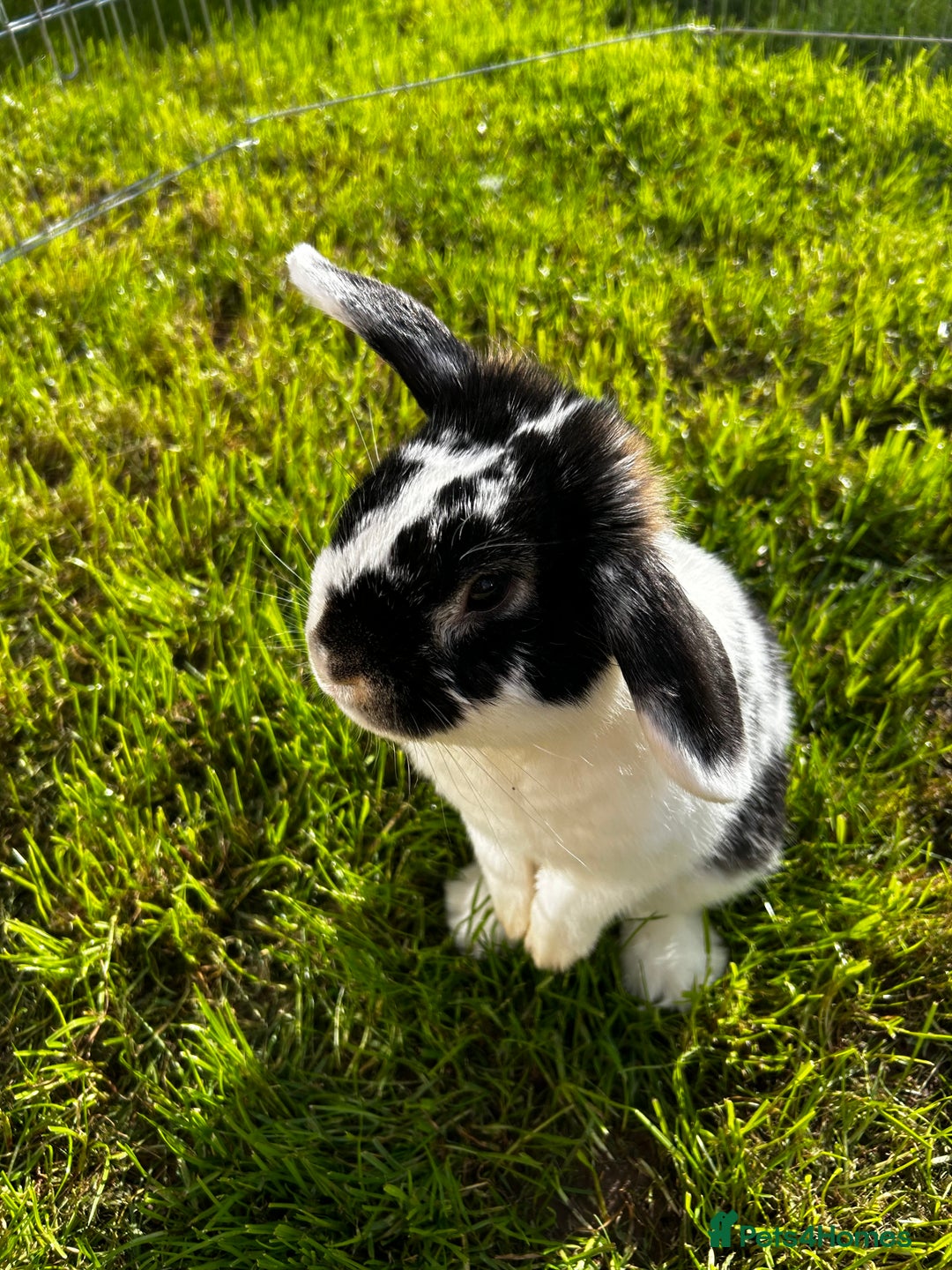 Mini Lop rabbits for sale: Male mini lop  - Image 7