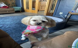 Lhasa Apso dogs for stud: Wanted STUD - Image 2