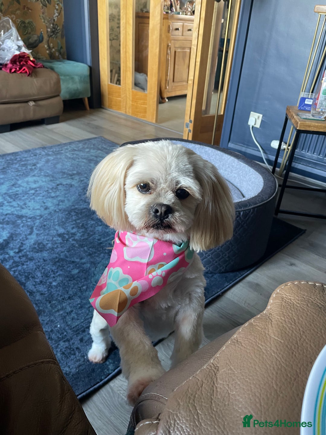 Lhasa Apso dogs for stud: Wanted STUD - Image 2