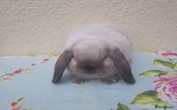 Mini Lop rabbits for sale: Pedigree mini lops - Image 6