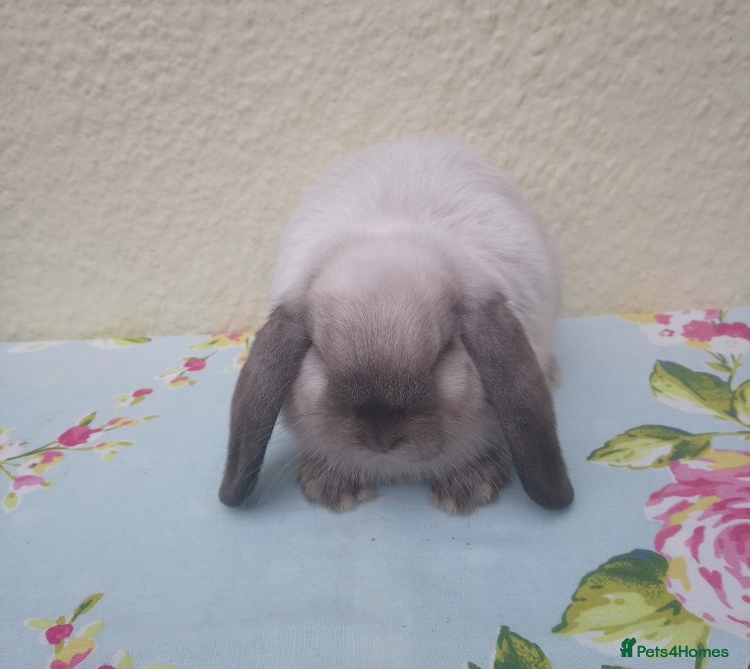Mini Lop rabbits for sale: Pedigree mini lops - Image 6