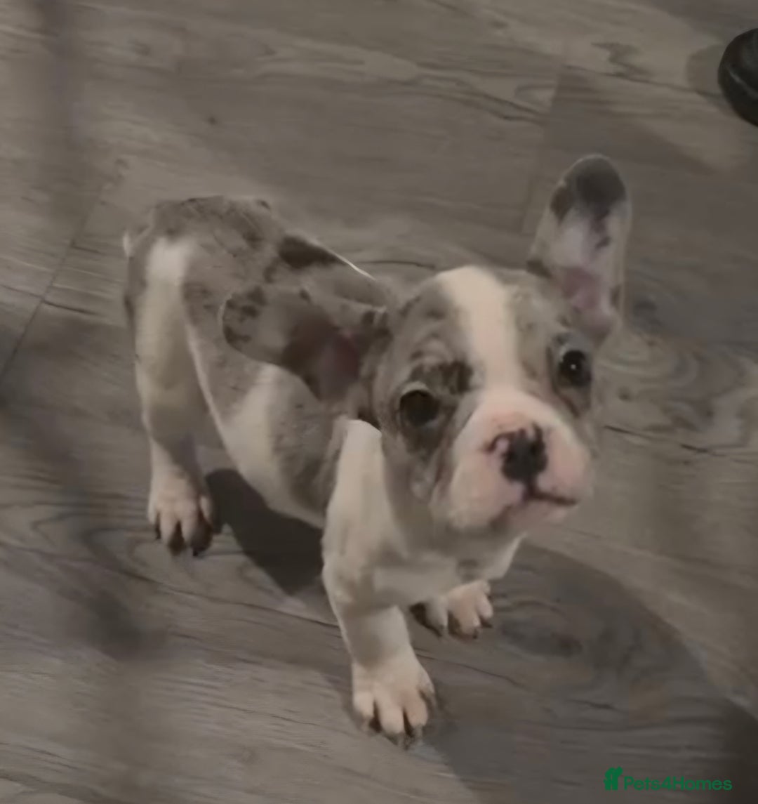French Bulldog dogs for sale: Last 4 French bulldogs reduced  - Advert 14