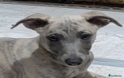 Whippet dogs for sale: Beautiful KC registered blue brindle boy - Image 3