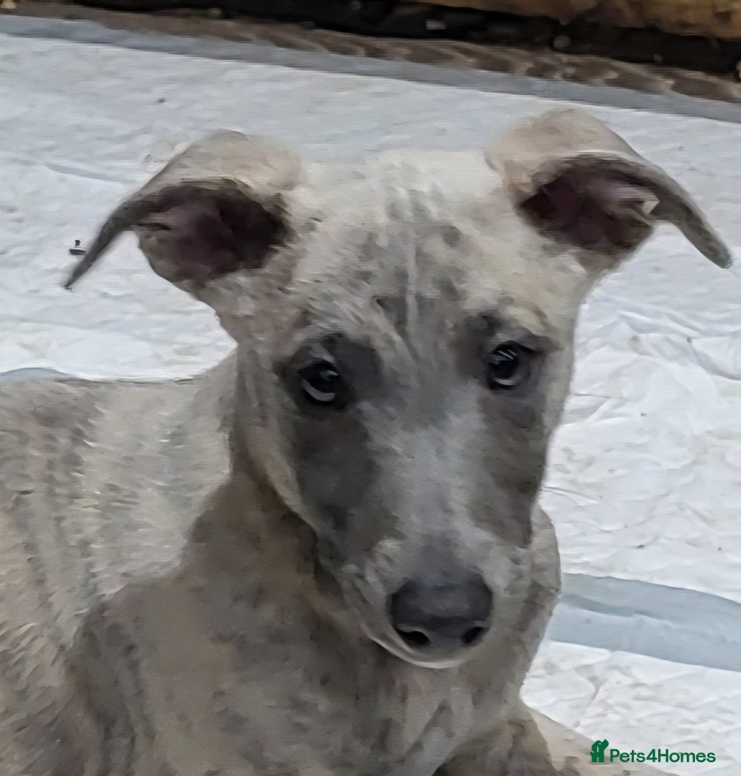 Whippet dogs for sale: Beautiful KC registered blue brindle boy - Image 3