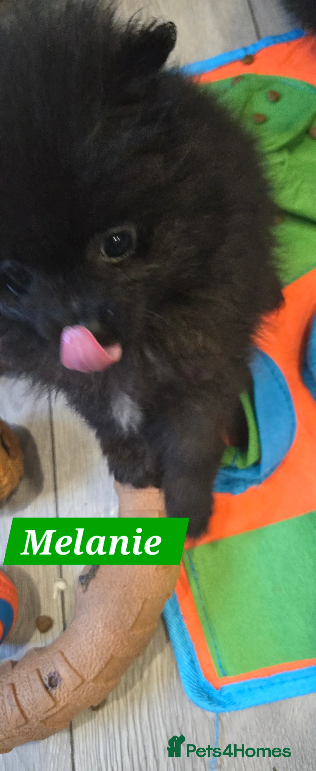 Pomeranian dogs for sale: Pretty Pomeranians  - Advert 3