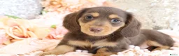 Miniature Dachshund dogs for sale: KC Longhair Miniature Dachshunds - Advert 16