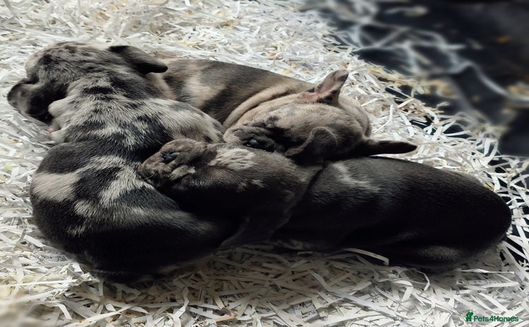 French Bulldog dogs - Advert 9
