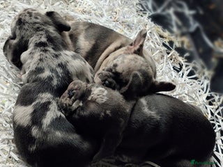 French Bulldog dogs - Advert 2