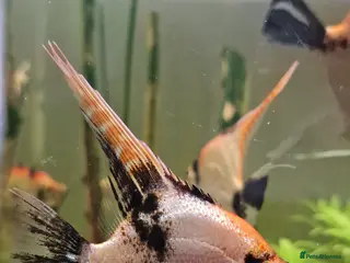 Angelfish fish Koi/Marble Angelfish - Advert 1