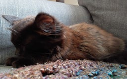 British Longhair cats for sale: Amazing fluff ball - Image 12
