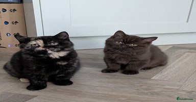 British Shorthair cats - Advert 7