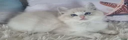 Ragdoll cats for sale: 💕Cute Champion line Ragdolls Kittens 💕 - Advert 24