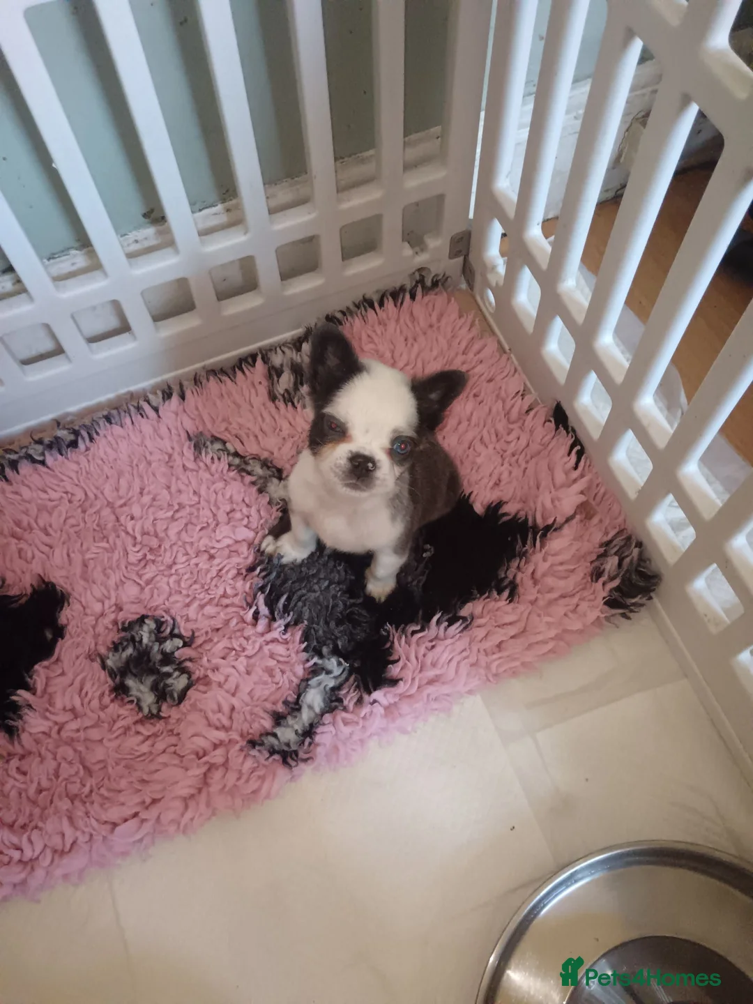French Bulldog dogs for sale:  1 girl left ready Fluffy Frenchie - Advert 1