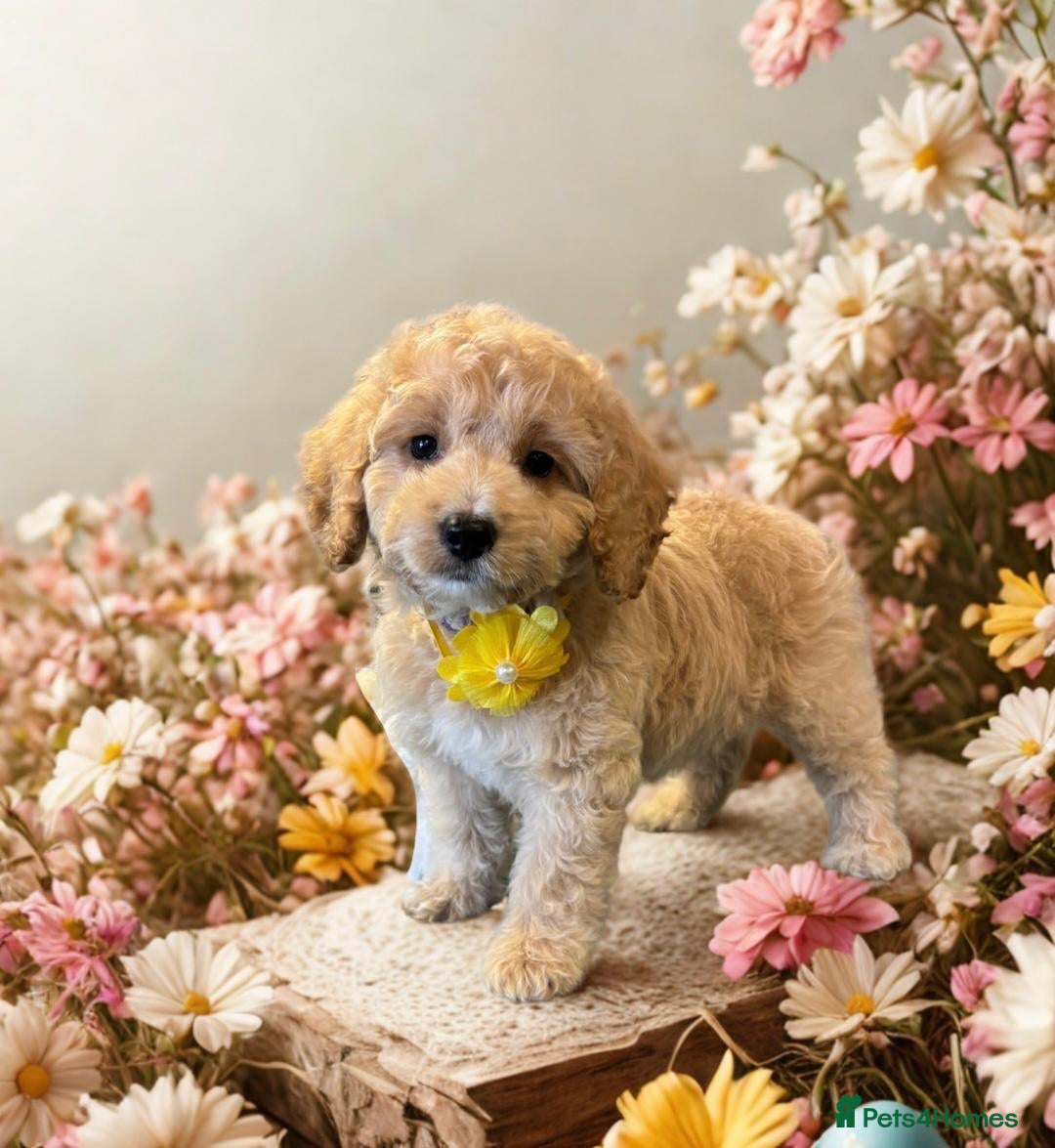 Cockapoo dogs F1 2 boys remaining READY NOW - Advert 3