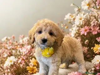 Cockapoo dogs F1 2 boys remaining READY NOW - Advert 2