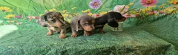 Miniature Dachshund dogs for sale: Stunning smooth haired miniature dacshund - Advert 9