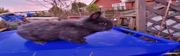 Mixed Breed rabbits for sale: Friendly, small, cute mixed breed bunnies  - Advert 3